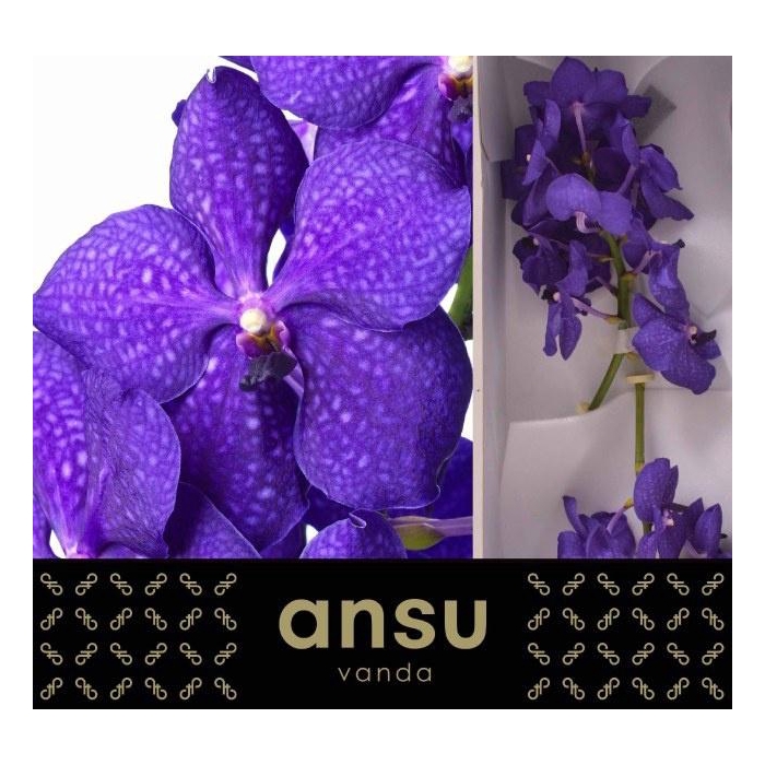 <h4>Vanda Ni Royal Blue</h4>