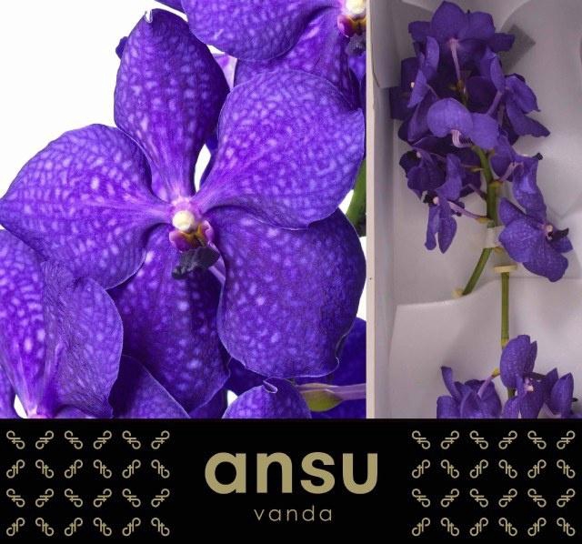 <h4>Vanda Ni Royal Blue</h4>