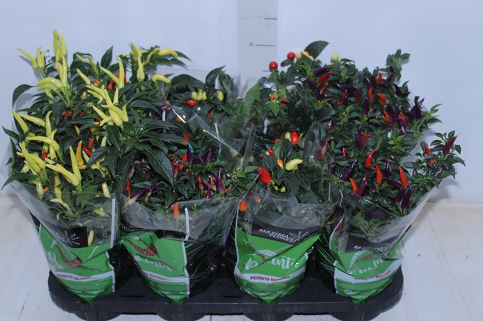 <h4>PIMENTA P14</h4>