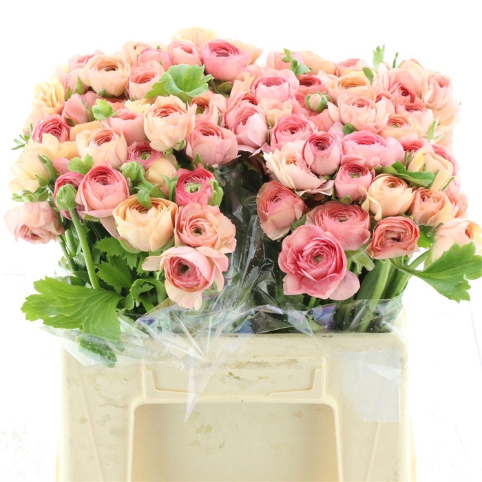 <h4>Ran El Salmon Extra</h4>