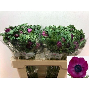 Anemone Galil Purper