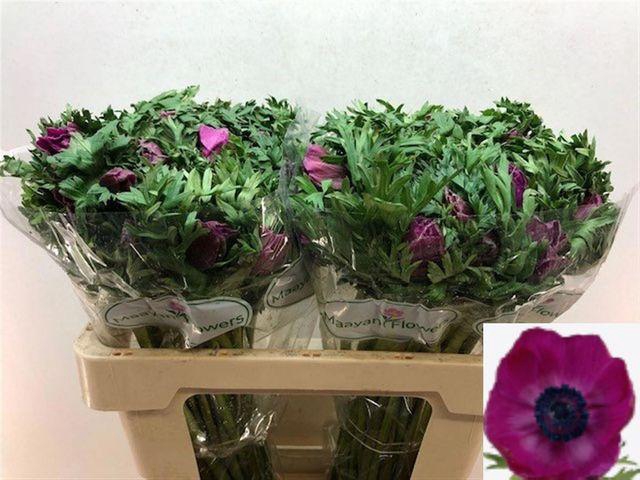 <h4>Anemone Galil Purper</h4>