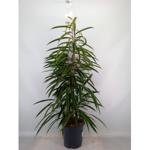 Ficus binn. 'Alii'