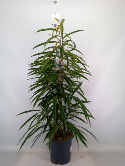 <h4>Ficus binn. 'Alii'</h4>