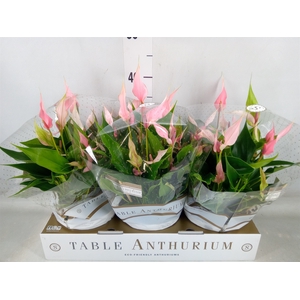 Anthurium andr. 'Lilli'