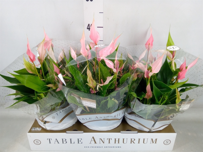 <h4>Anthurium andr. 'Lilli'</h4>