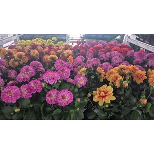 DAHLIA ROYAL GEM