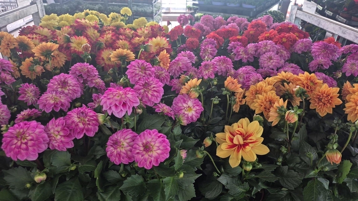 <h4>DAHLIA ROYAL GEM</h4>