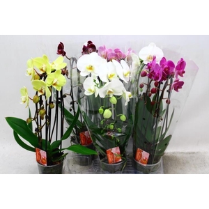 PHAL EL CASCADE