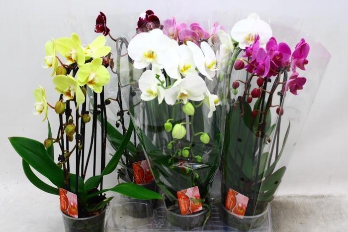 <h4>PHAL EL CASCADE</h4>