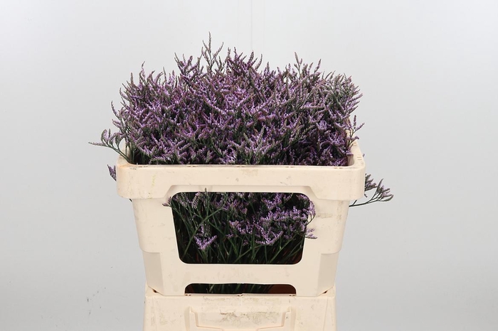 <h4>Lim Saf Lilac</h4>