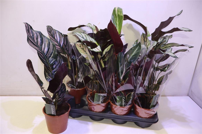 <h4>arr8 Calat Gem</h4>