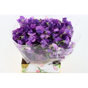 Lathyr Odor Dark Purple