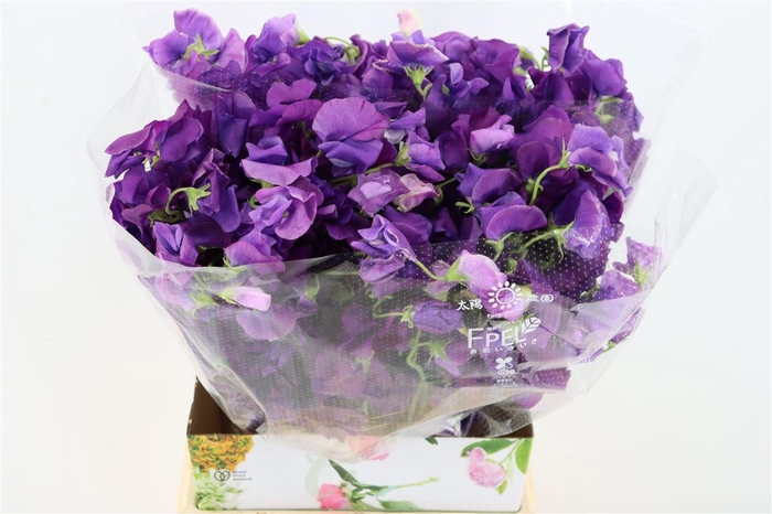 <h4>Lathyr Odor Dark Purple</h4>