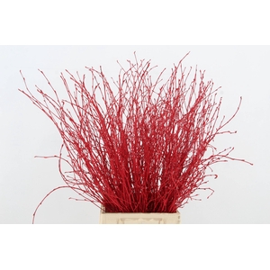 Betula Bs Red FST
