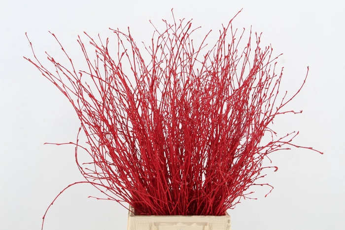 <h4>Betula Bs Red FST</h4>