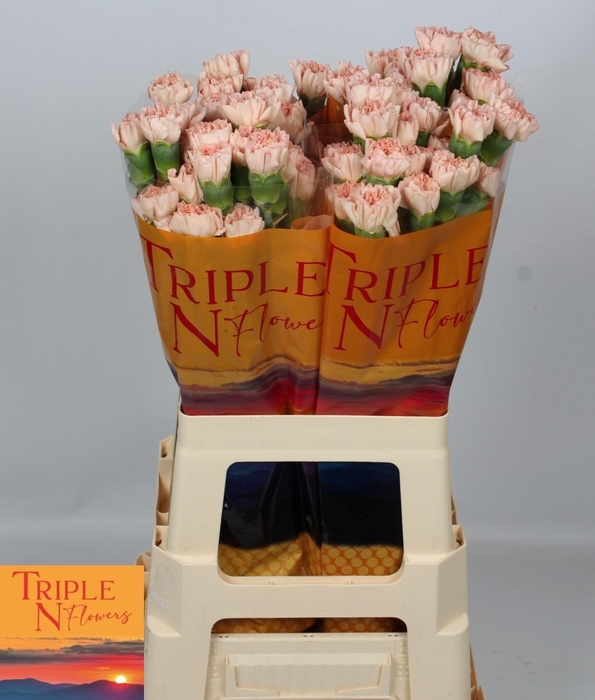 <h4>DI ST NOVIADO</h4>