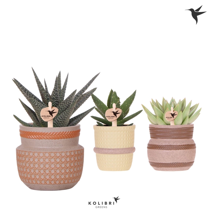<h4>Kolibri Greens Succulenten mix in Ethnic pot mix</h4>