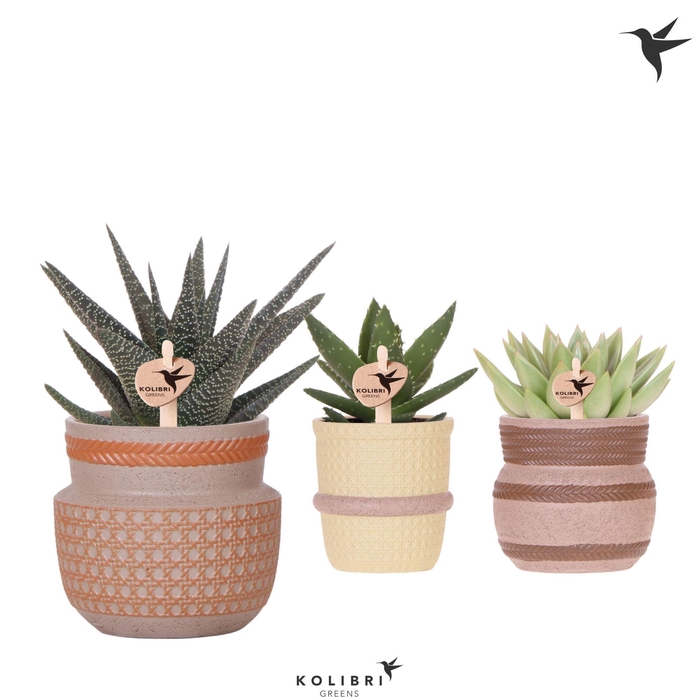 <h4>Kolibri Greens Succulenten mix in Ethnic pot mix</h4>