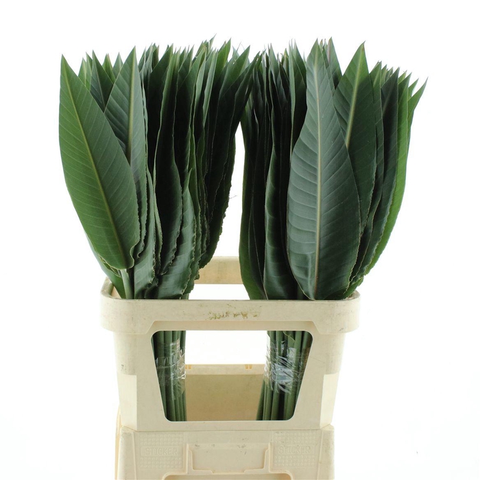 <h4>Strelitzia Leafs</h4>