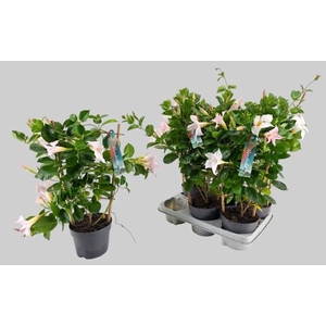 MANDE SUN WHITE