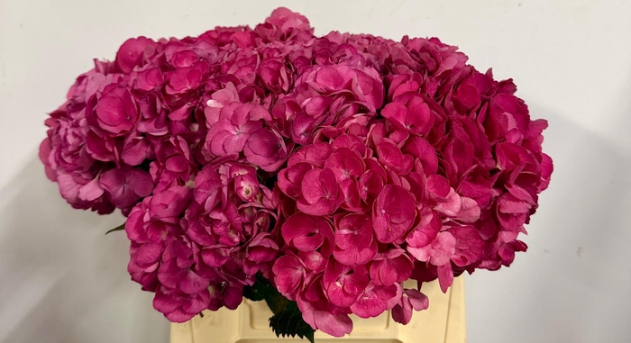 <h4>Hydr Macrophylla Bordeaux</h4>