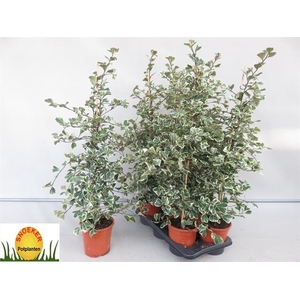 Ficus natalensis Sweetheart 17Ø 100cm 2pp