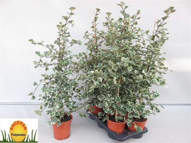 Ficus natalensis Sweetheart 17Ø 100cm 2pp