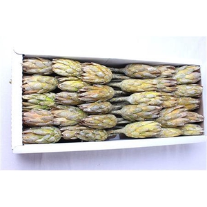 Repens Green Frosted ( X 50 St )