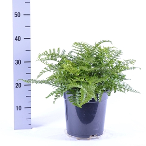 Asplenium  'Parvati'