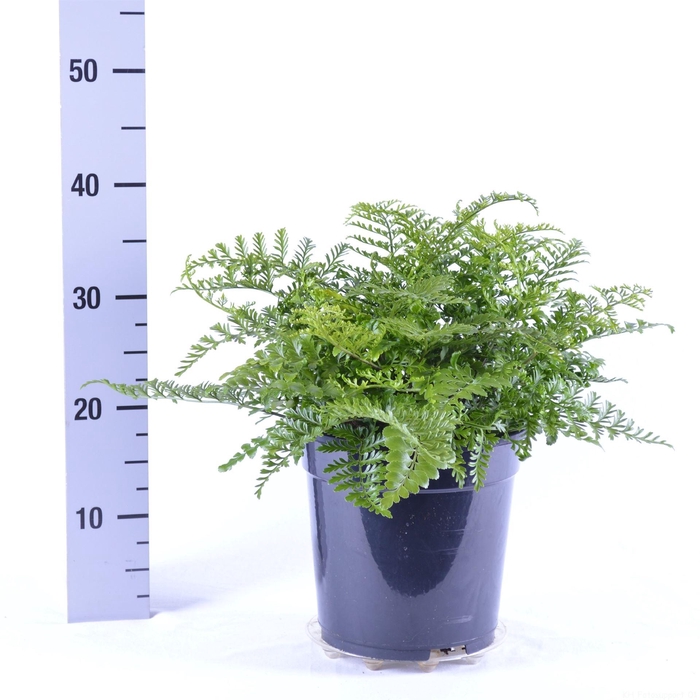 <h4>Asplenium  'Parvati'</h4>