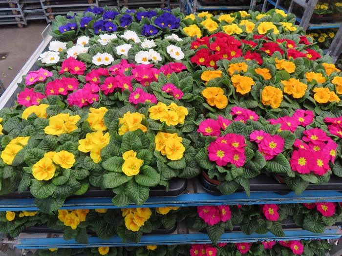 <h4>PRIM AC MIXK</h4>