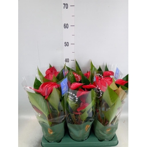 Anthurium andr. 'Picanta Red'