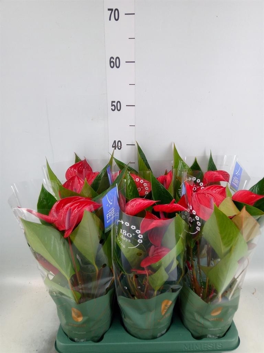 <h4>Anthurium andr. 'Picanta Red'</h4>