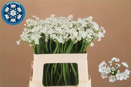 <h4>Allium Flocon 55cm</h4>