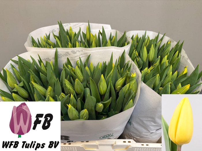 <h4>TU EN STRONG GOLD</h4>