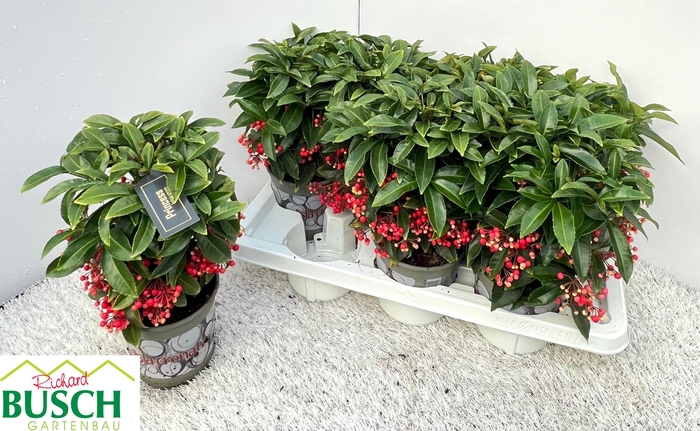 <h4>ARDIS CRENATA</h4>