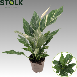 Spathiphyllum Diamond 14cm 'Variegata' bloeiend