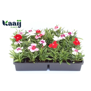 DIAN CHINENSIS