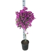 Bougainvillea Alexandra stam