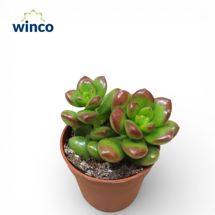 <h4>Sedum Lucidum</h4>