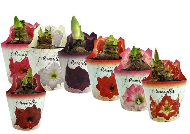 <h4>HIPPEASTRUM EXTRA MIX P14</h4>