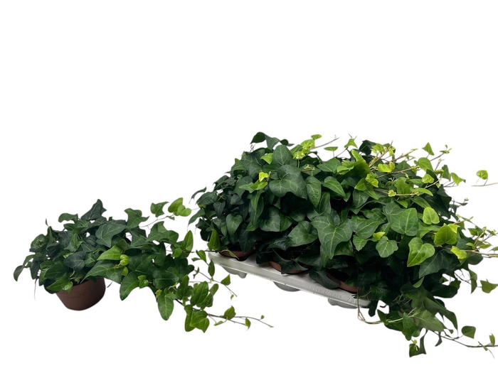 <h4>HED HE MEIN HERZ</h4>