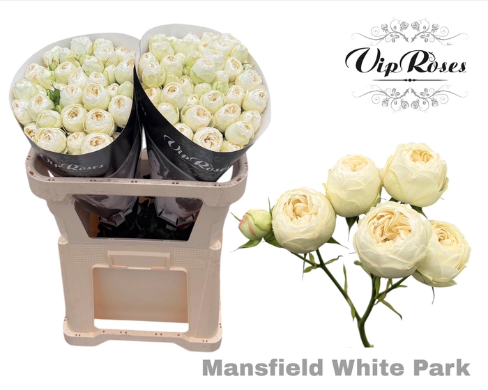 R TR MANSFIELD WHITE PARK