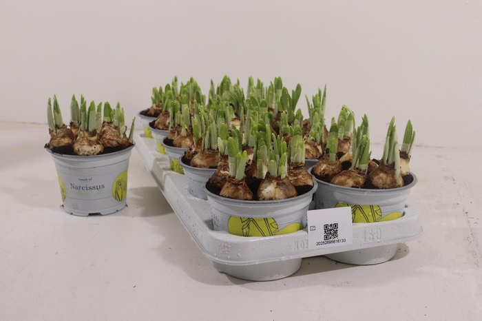 <h4>NARC O TETE A TETE</h4>