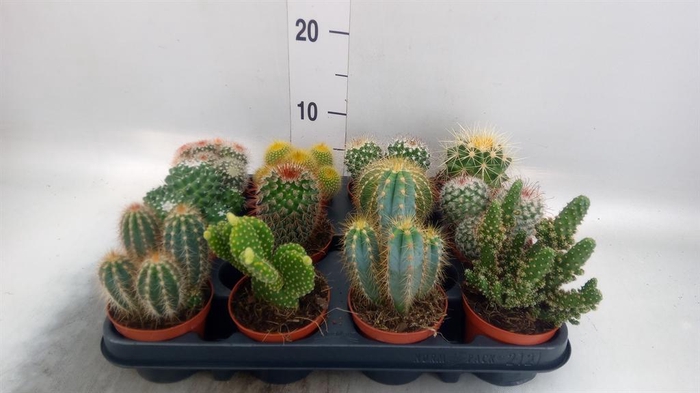 <h4>Cactus ...mix</h4>