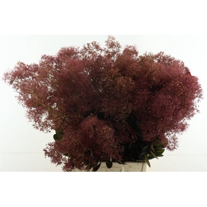Cotinus Magical Torch