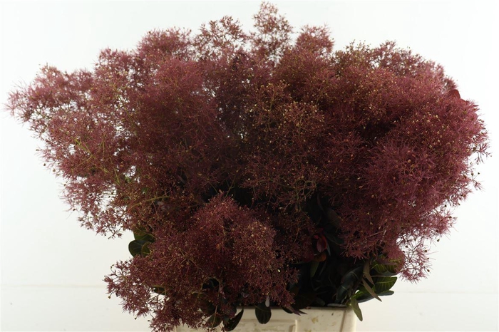 <h4>Cotinus Magical Torch</h4>