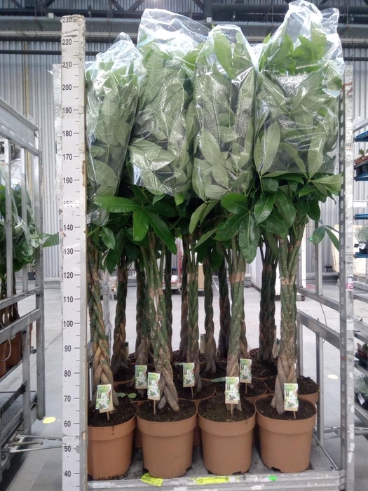 <h4>Pachira aquatica</h4>