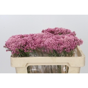 Ozothamnus Booming Pink